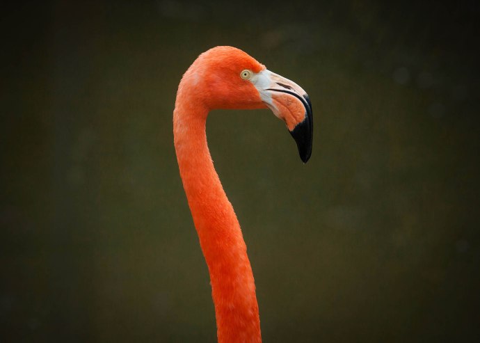 Flamingo-101
