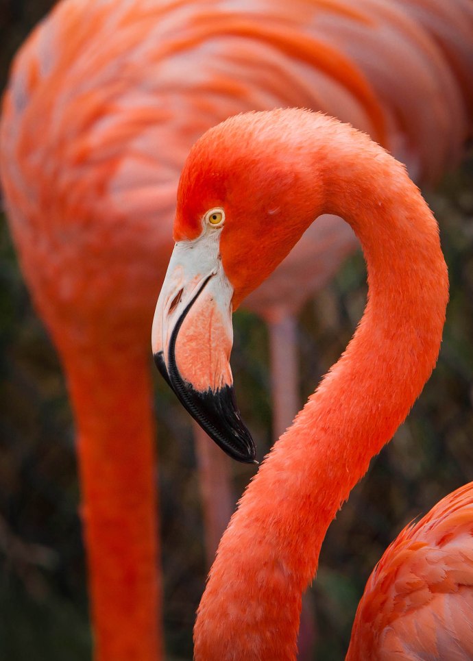 Flamingo-106