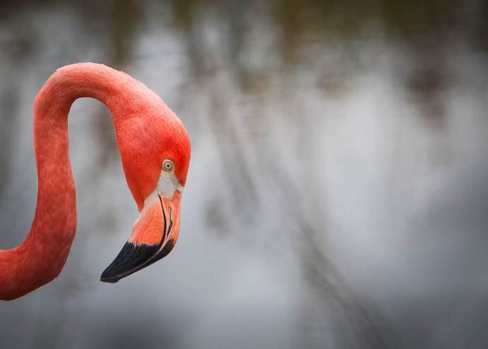 Flamingo-107