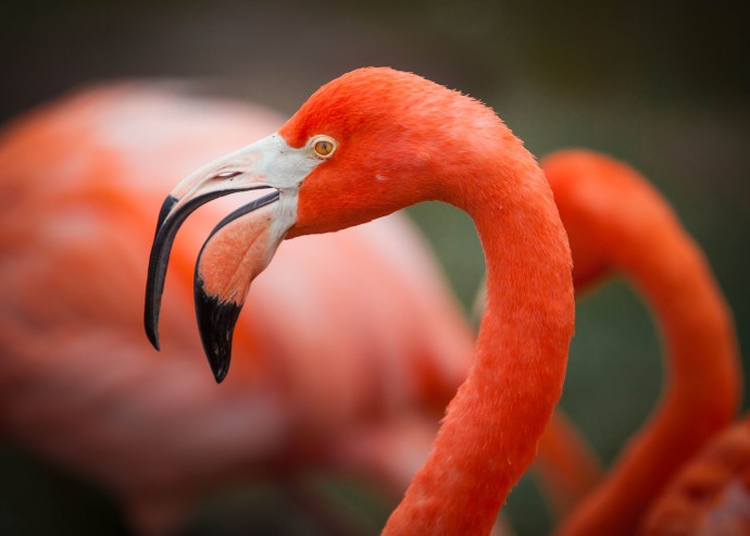 Flamingo-111