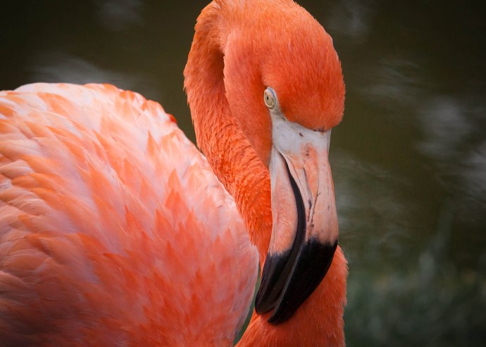 Flamingo-16