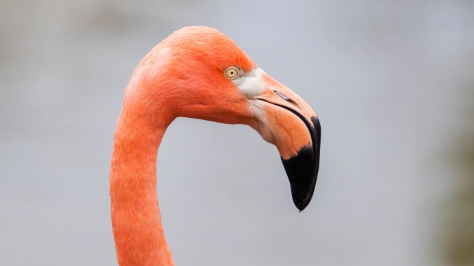 Flamingo-3